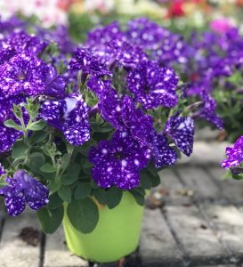 Petunia Constellation Virgo