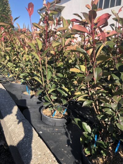 Photinia x fraseri 'Red Robin' - CL9