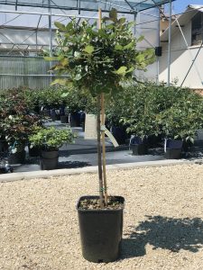 Rosa Alberello mini; tronco 60 cm; vaso 11 litri (22x22x27 cm)