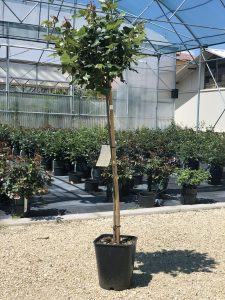 Rosa Alberello; tronco 100 cm; vaso 11 litri (22x22x27 cm)