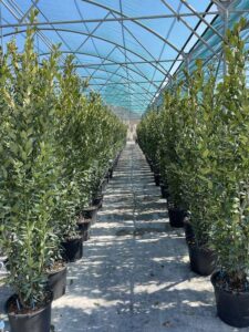 Alloro Cespuglio CL30