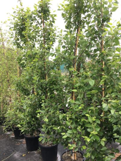 Betula nigra Cully Heritage - v30l