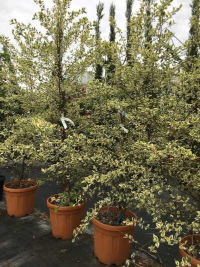Betula nigra 'Shiloh Splash' - v30l