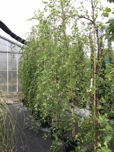 Betula nigra 'Summer Cascade' v30l