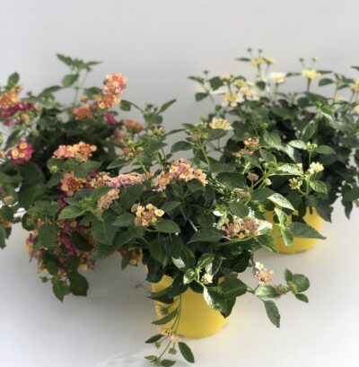 Lantana camara - v14
