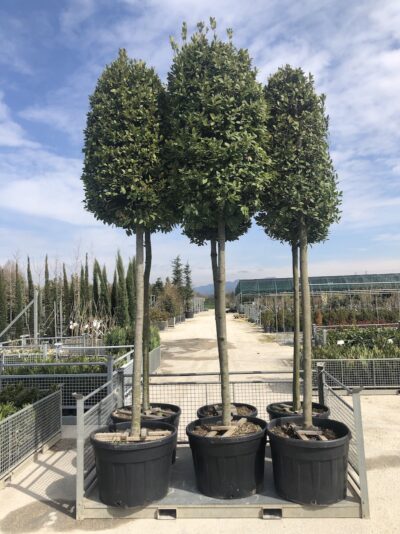 Laurus nobilis ALLORO - alto fusto