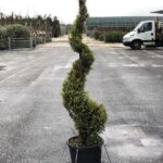 Cupressocyparis leylandii 'Castlewellan Gold' - Spirale