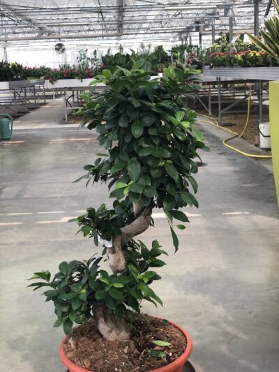 Ficus microcarpa 'Ginseng'