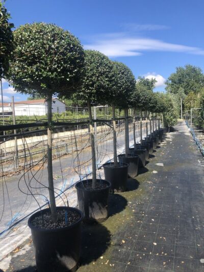 Ligustrum jonandrum LIGUSTRO - sfera