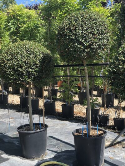 Ligustrum jonandrum LIGUSTRO - sfera2