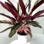 Maranta 'Variegata'