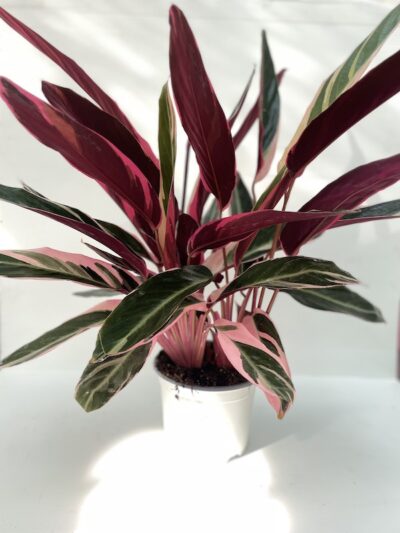 Maranta 'Variegata'