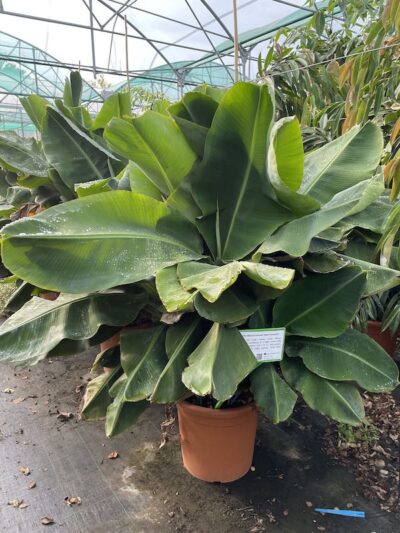 Banano Musa acuminata H125-150 | Vivai Frappetta
