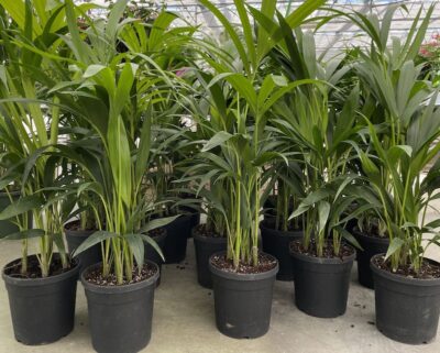 Kentia forsteriana Vaso 19cm