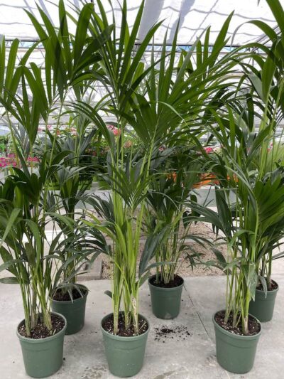 Kentia forsteriana Vaso 22cm