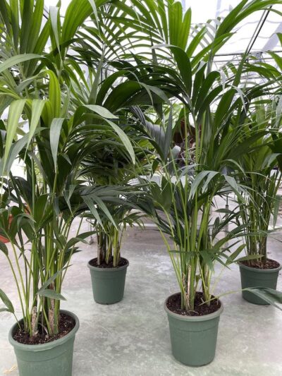 Kentia forsteriana Vaso 24cm