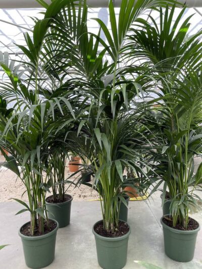 Kentia forsteriana Vaso 26cm