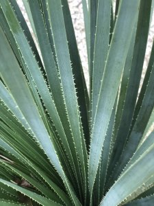 Dasylirion serratifolium - foglie