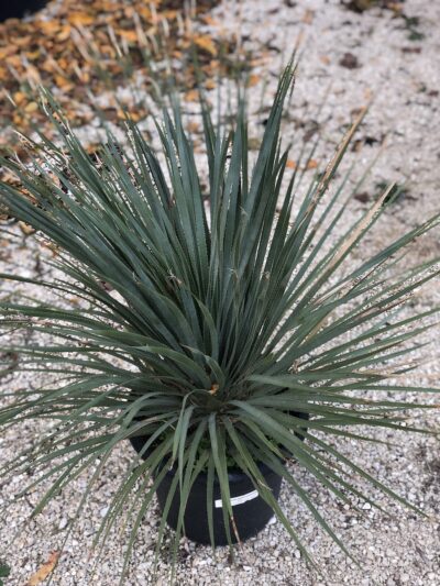 Dasylirion serratifolium - v20l