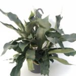 Platycerium