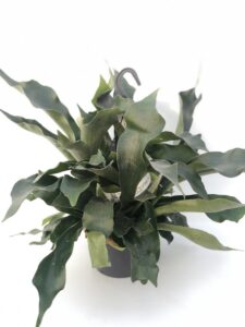 Platycerium
