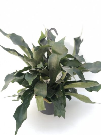 Platycerium