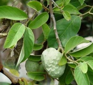 Annona Cherimola