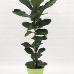 Ficus lyrata 125-150
