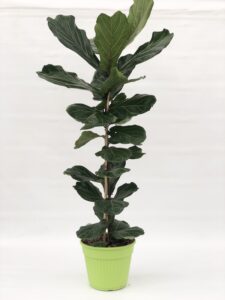 Ficus lyrata 125-150