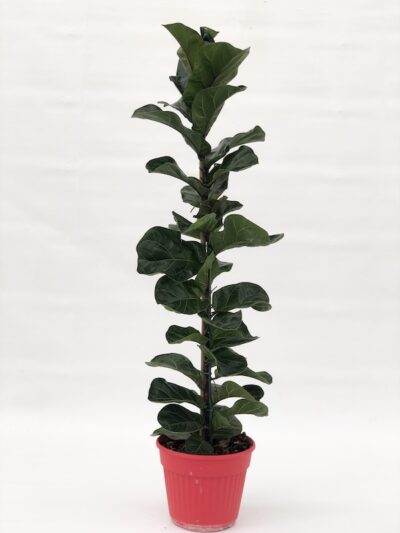 Ficus lyrata 'Bambino'
