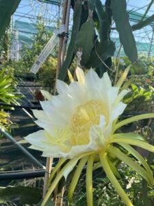 Fiore di Hylocereus undatus - Vivai Frappetta