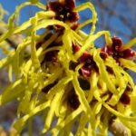 Hamamelis