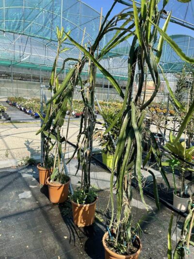 Hylocereus undatus FRUTTO DEL DRAGO - Vivai Frappetta