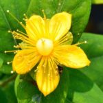 Hypericum inodorum IPERICO