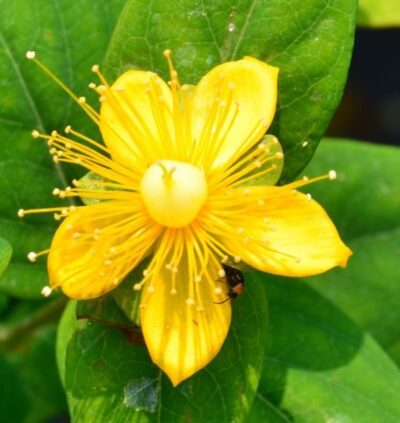 Hypericum inodorum IPERICO