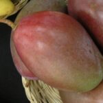 Mangifera indica 'Osteen' Frutto