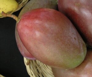 Mangifera indica 'Osteen' Frutto