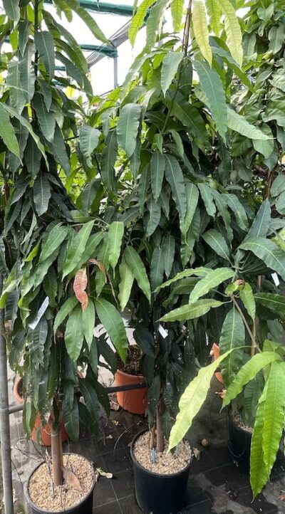 Mangifera indica 'Osteen' MANGO CL25