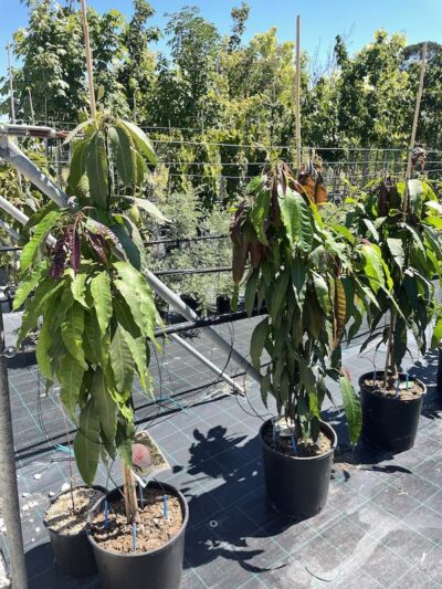 Mangifera indica 'Osteen' Vivai Frappetta