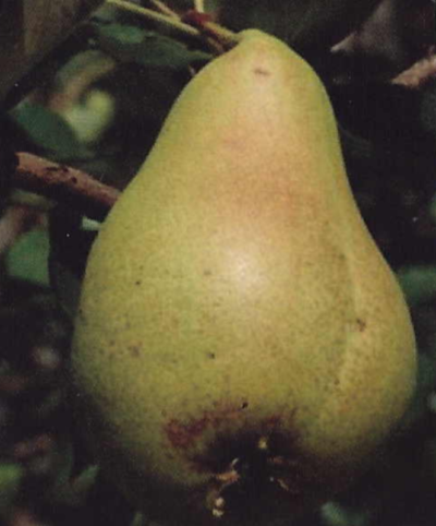 PERA CAMPANA