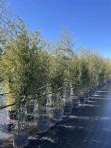 Phyllostachys nigra BAMBU CL30 Vivai Frappetta