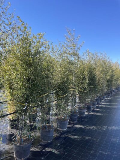Phyllostachys nigra BAMBU CL30 Vivai Frappetta