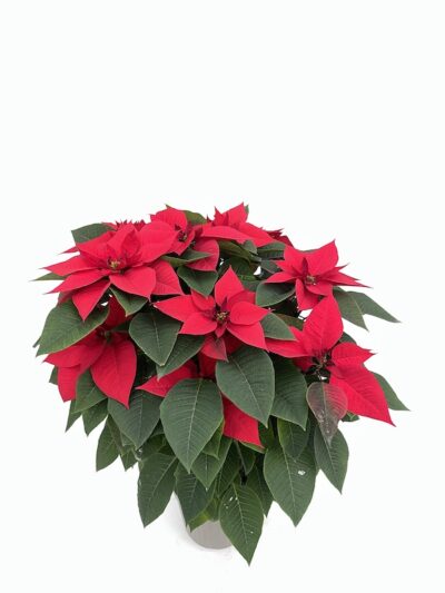 Stella di Natale vaso 24cm - Vivai Frappetta