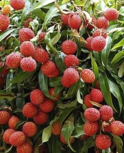 litchi_pianta