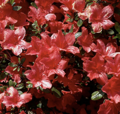 Azalea japonica 'Aladdin Scout'
