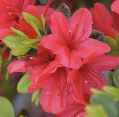 Azalea japonica 'Hino Crimson'