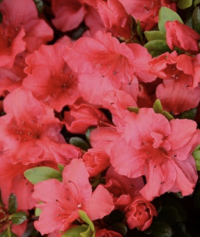Azalea japonica 'Johanna'
