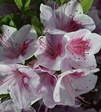 Azalea japonica 'Occhio di Pernice'