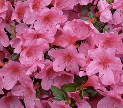 Azalea japonica 'Rosè'
