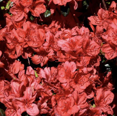 Azalea japonica 'Stewartstonian'